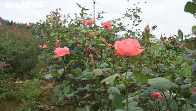 Ngắm hơn 10.000 gốc hồng cổ của nông dân đất Cảng - Ảnh 3.