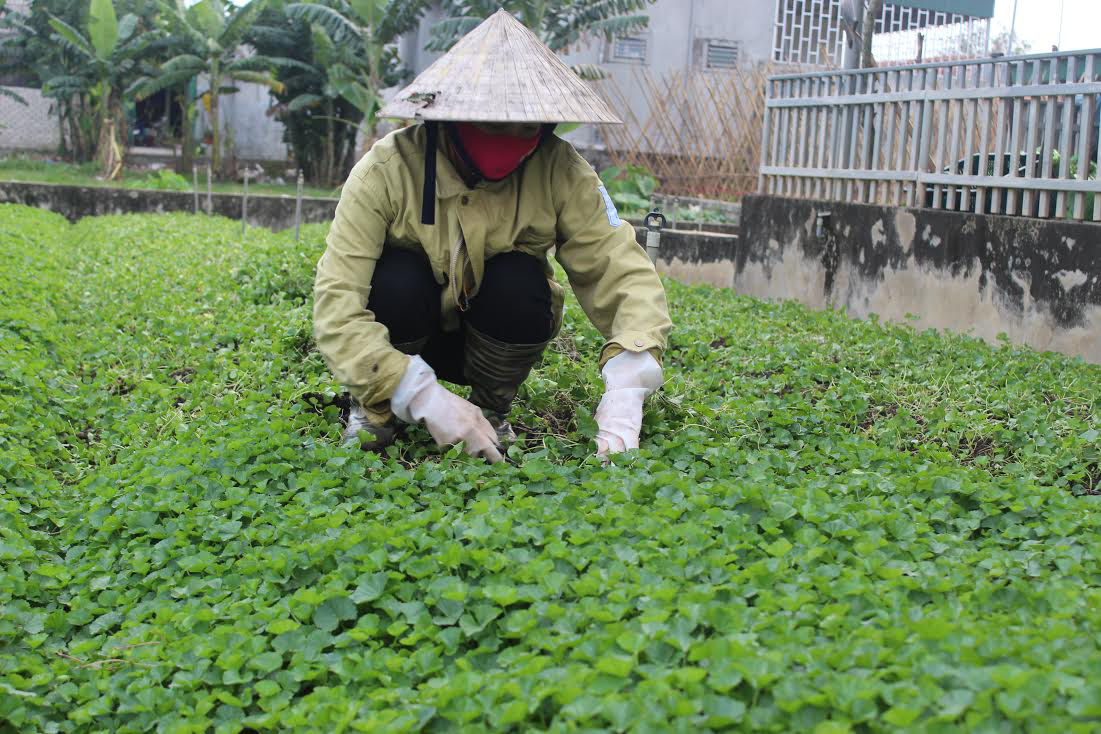 Nông dân xứ Nghệ đưa loài rau mọc dại về nhà trồng, thu nhập mỗi năm cả trăm triệu - Ảnh 1.