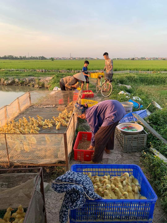 Giá gia cầm hôm nay 10/6: Già gà thịt công nghiệp tiếp tục tăng, giá con giống &quot;giảm nhiệt&quot; - Ảnh 1.