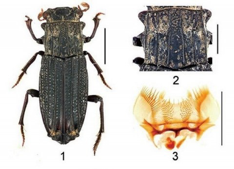 Rùng mình: Công bố loại bọ cánh cứng 2 râu, 6 chân, thân cứng như sắt mới xuất hiện ở Việt Nam  - Ảnh 1.