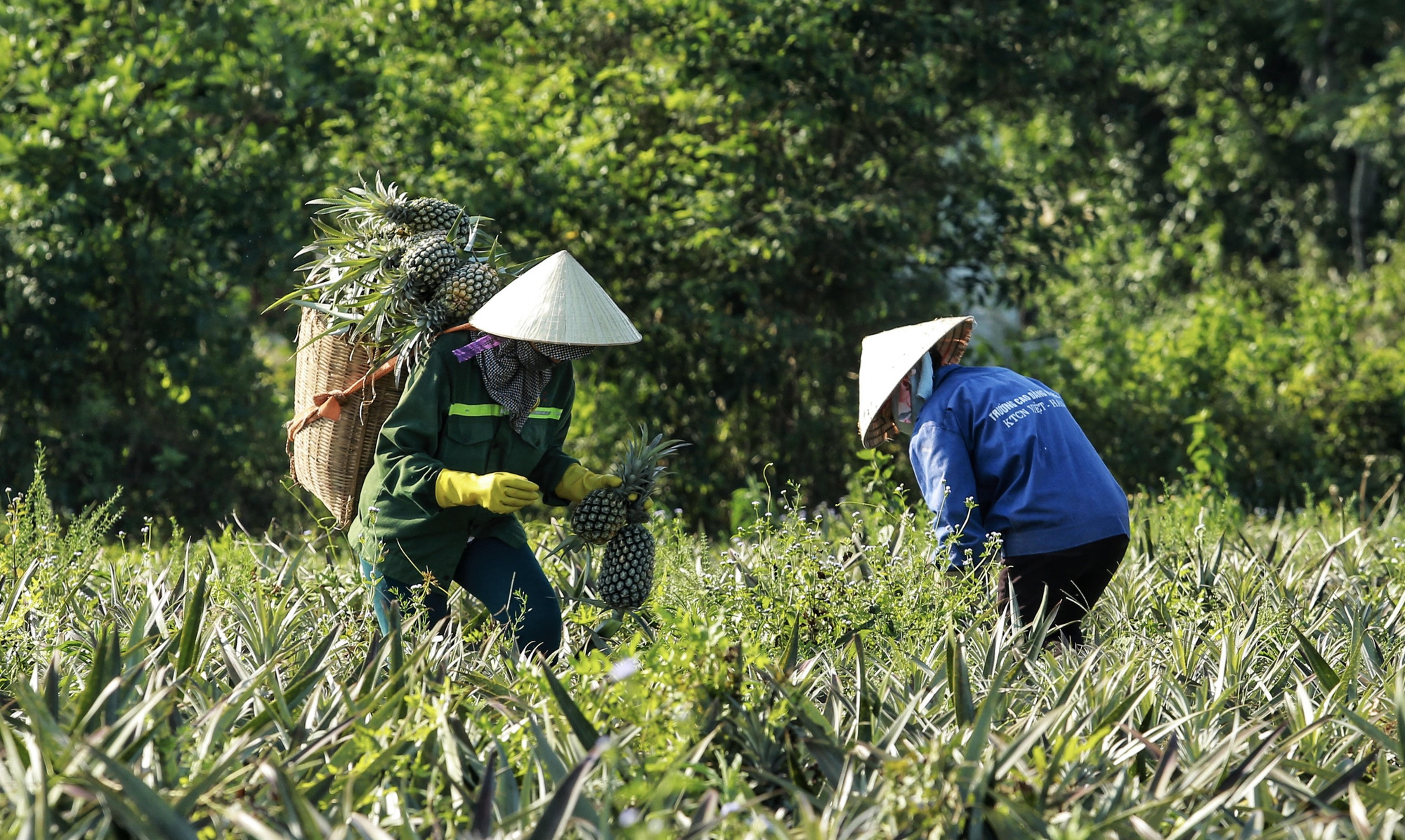 Nghệ An:  nắng nóng hơn 40 độ c người dân oằn mình chống đỡ - Ảnh 6.