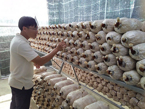 Mô hình công nghệ trồng nấm và lợi ích mang lại cho người nông dân Việt   Agrivn