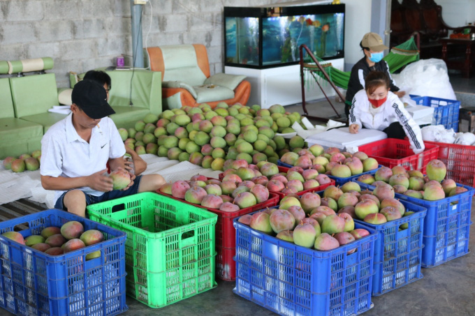 Khánh Hòa: Trung Quốc giảm mua, xoài Úc gặp khó - Ảnh 4.