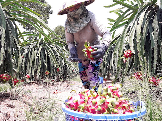 Nghịch lý: Nông dân hái bỏ thanh long để chống lỗ nặng - Ảnh 2.