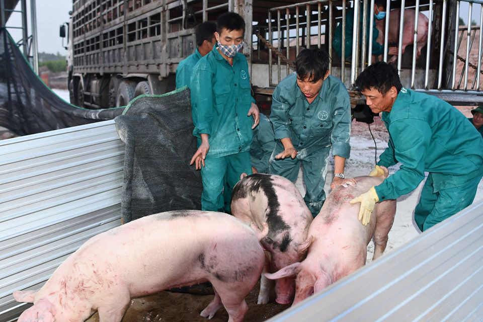 500 con lợn Thái đã về cửa khẩu Lao Bảo, giá thịt lợn sẽ hạ nhiệt? - Ảnh 1.