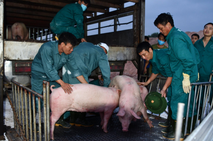 Hôm nay 12/6 chính thức được nhập thịt lợn sống từ Thái Lan, giá chắc chắn rẻ hơn trong nước - Ảnh 2.