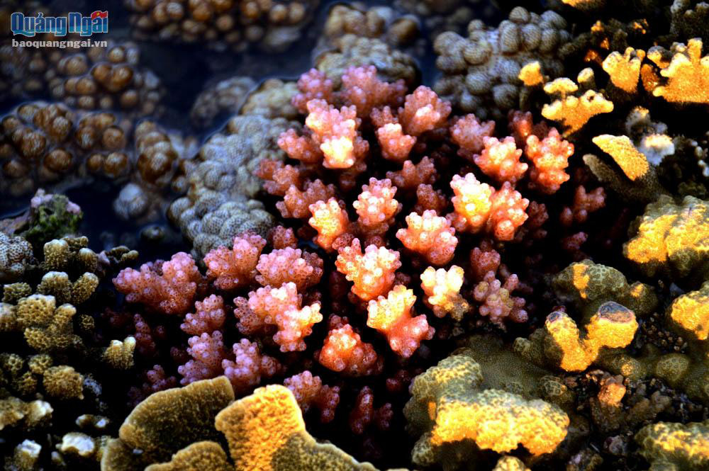 Quảng Ngãi: Rạn san hô khổng lồ bất ngờ hiện ra, đẹp lung linh, cứ ngỡ trong mơ chứ không phải thực - Ảnh 5.