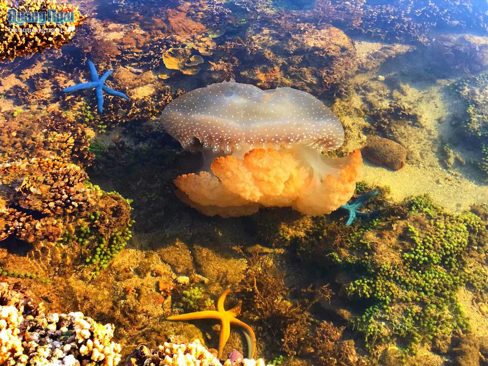 Quảng Ngãi: Rạn san hô khổng lồ bất ngờ hiện ra, đẹp lung linh, cứ ngỡ trong mơ chứ không phải thực - Ảnh 7.