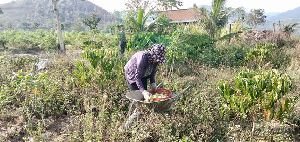 Đắk Lắk: Nông dân khốn khổ vì trồng cây nhàu, liên kết sản xuất bằng...miệng - Ảnh 1.