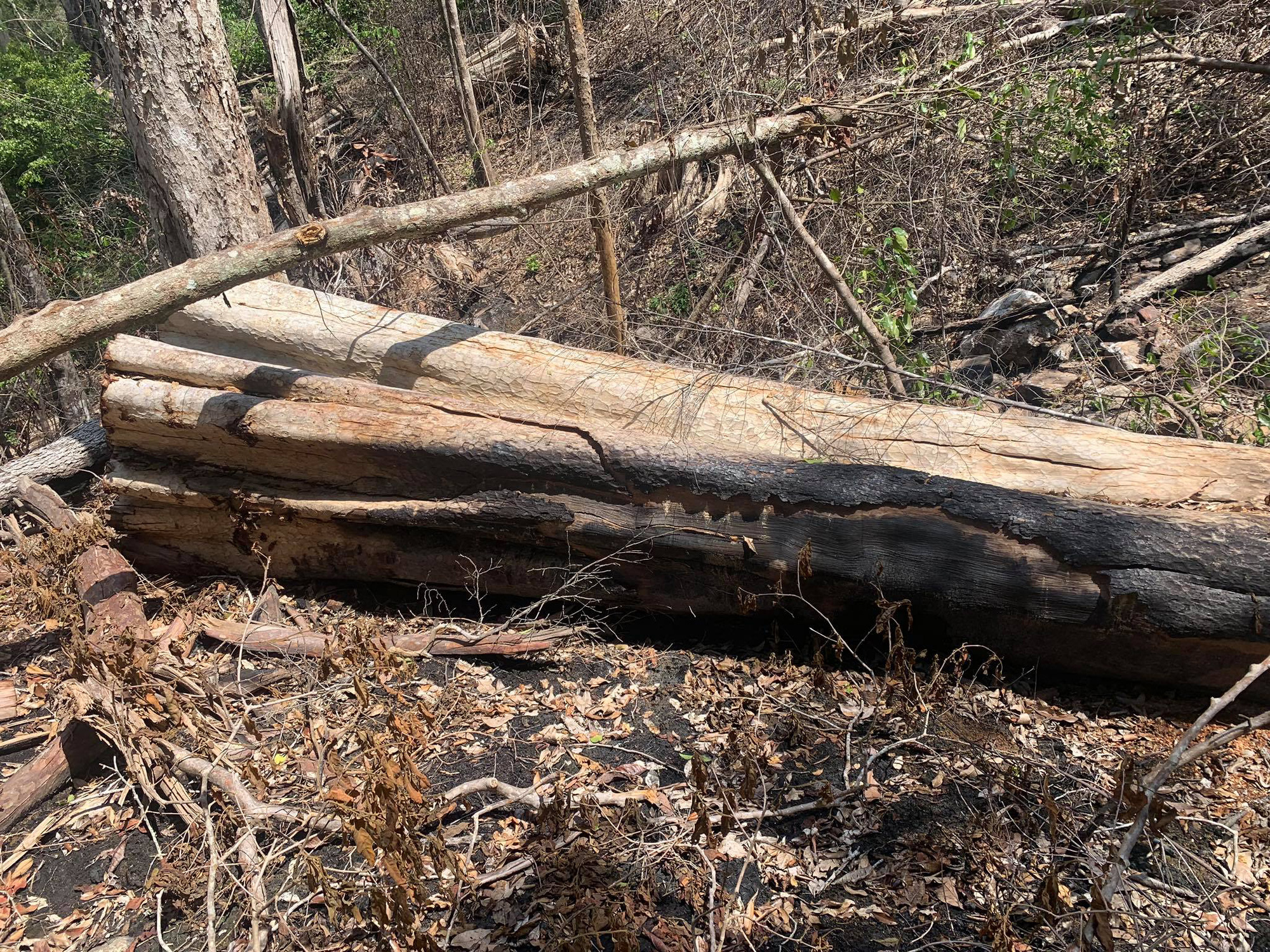 Gia Lai: Phá rừng quy mô lớn, lâm tặc ngang nhiên đốt gốc phi tang - Ảnh 7.
