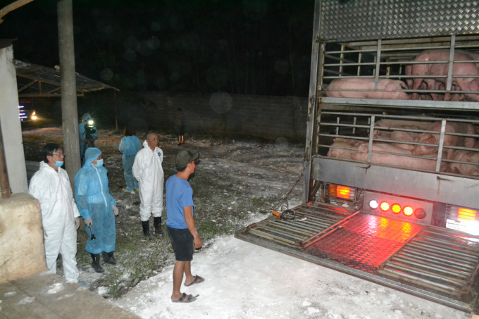 Lô lợn sống đầu tiên nhập khẩu từ Thái Lan đã về đến Đồng Nai - Ảnh 4.