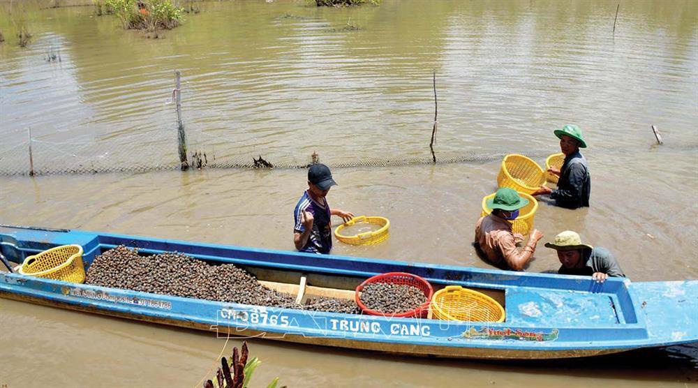 Chỉ cách nuôi sò huyết trong đầm  Farmvina Nông Nghiệp