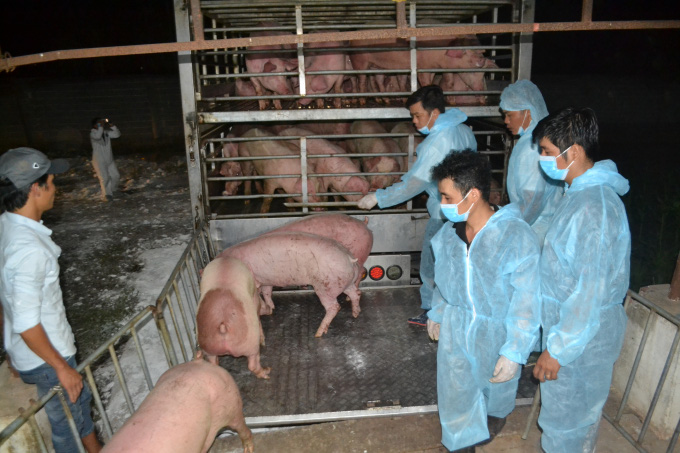 Lô lợn sống đầu tiên nhập khẩu từ Thái Lan đã về đến Đồng Nai - Ảnh 5.