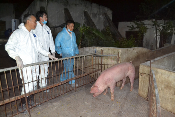 Lô lợn sống đầu tiên nhập khẩu từ Thái Lan đã về đến Đồng Nai - Ảnh 6.