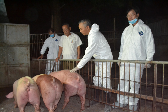 Lô lợn sống đầu tiên nhập khẩu từ Thái Lan đã về đến Đồng Nai - Ảnh 7.