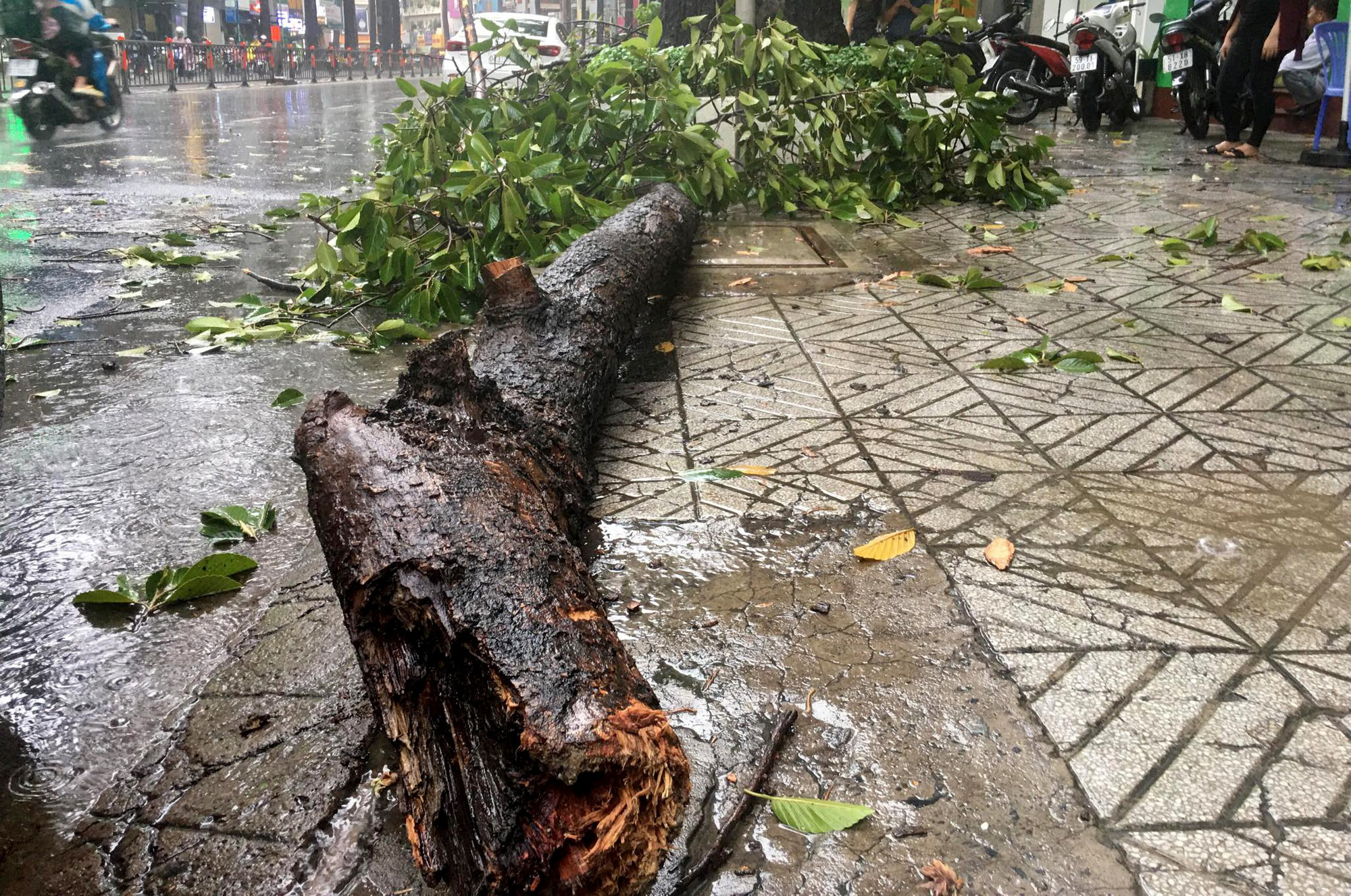 Cây đổ đè chết người, nước bủa vây trong cơn mưa tầm tã - Ảnh 1.