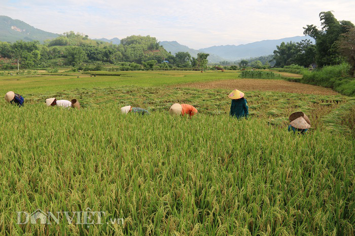 Ảnh: Mùa &quot;ngọc trời&quot; trên vùng cao Mai Châu - Ảnh 9.