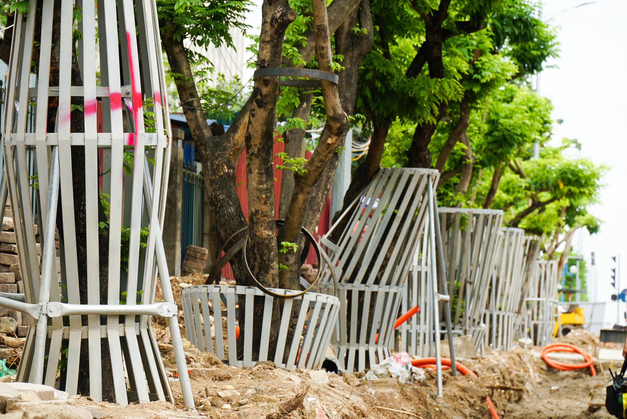 Hàng chục cây sưa đỏ quý hiểm được mặc áo giáp sắt bảo vệ - Ảnh 3.