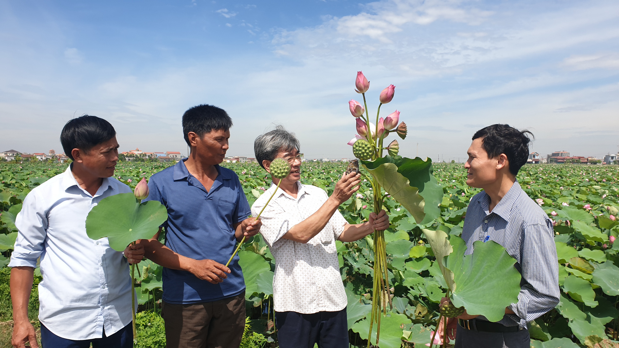 Nam Định: Bỏ lúa chuyển sang trồng sen, U50 thoát nghèo thành công - Ảnh 2.