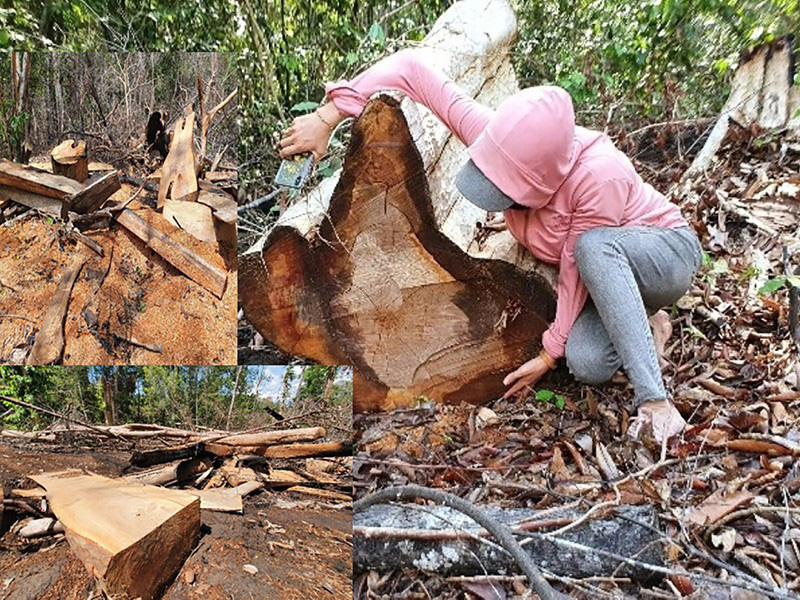 ‘Đại công xưởng’ phá rừng ở Gia Lai - Ảnh 1.