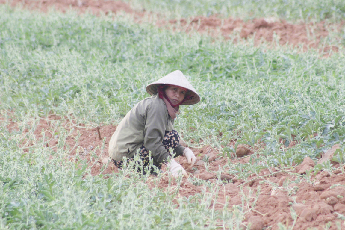 Quảng Bình: Tránh nắng như thiêu đốt, nông dân ra đồng mặt trời đã lặn - Ảnh 5.