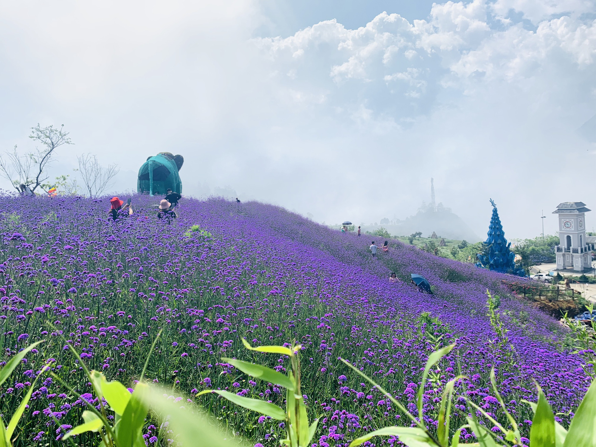 Cánh đồng hoa oải hương là một trong những điểm đến yêu thích của những người yêu thiên nhiên. Hãy cùng chiêm ngưỡng hình ảnh với màu tím thanh lịch của cánh hoa oải hương và không khí trong lành tại cánh đồng nổi tiếng này.