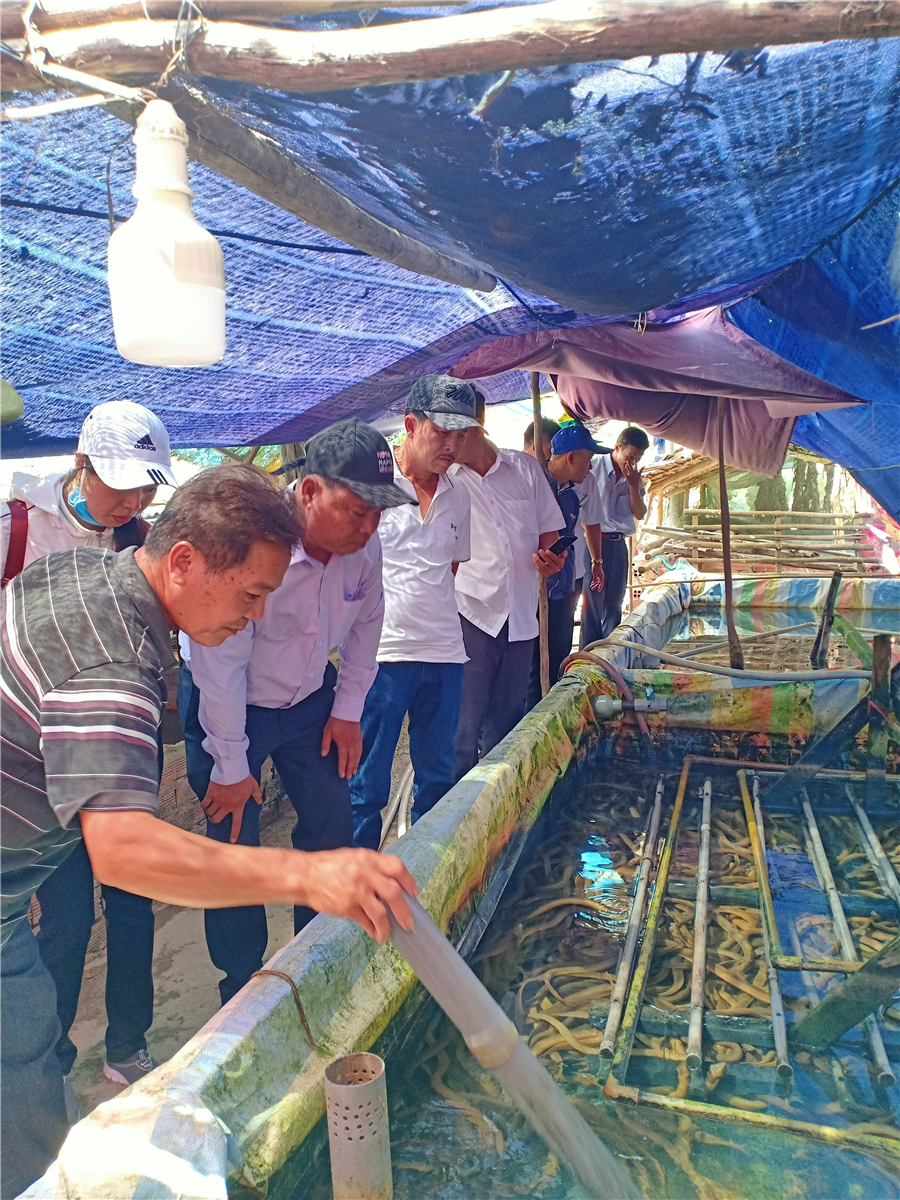 Hậu Giang: Làm 5 bể nuôi lươn không bùn, lươn bò nhung nhúc, bắt lên bán 210 ngàn/ký - Ảnh 1.