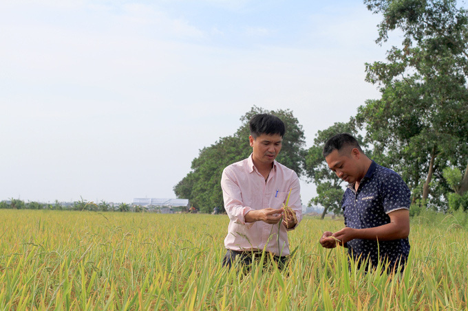 Chàng trai Hà Nội trở thành ông chủ hàng trăm hecta lúa - Ảnh 2.