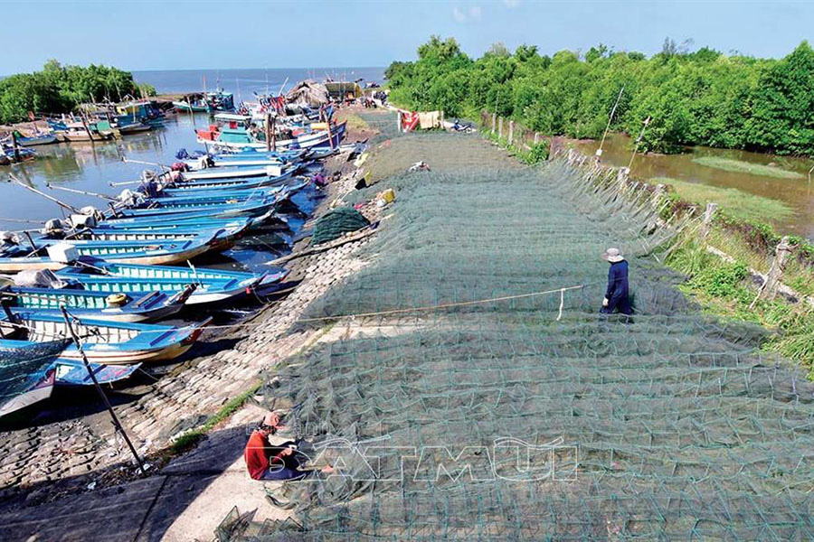 Cà Mau: Đáng ngại nạn bắt sạch tôm, cá gần bờ, &quot;bé không tha già không thương&quot;, nhiều loài biến - Ảnh 3.