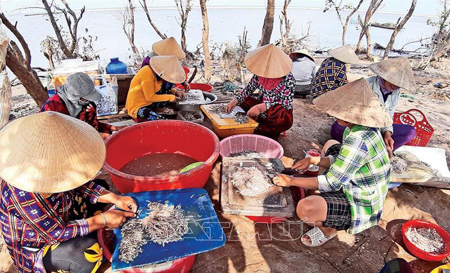 Cà Mau: Đáng ngại nạn bắt sạch tôm, cá gần bờ, &quot;bé không tha già không thương&quot;, nhiều loài biến - Ảnh 2.