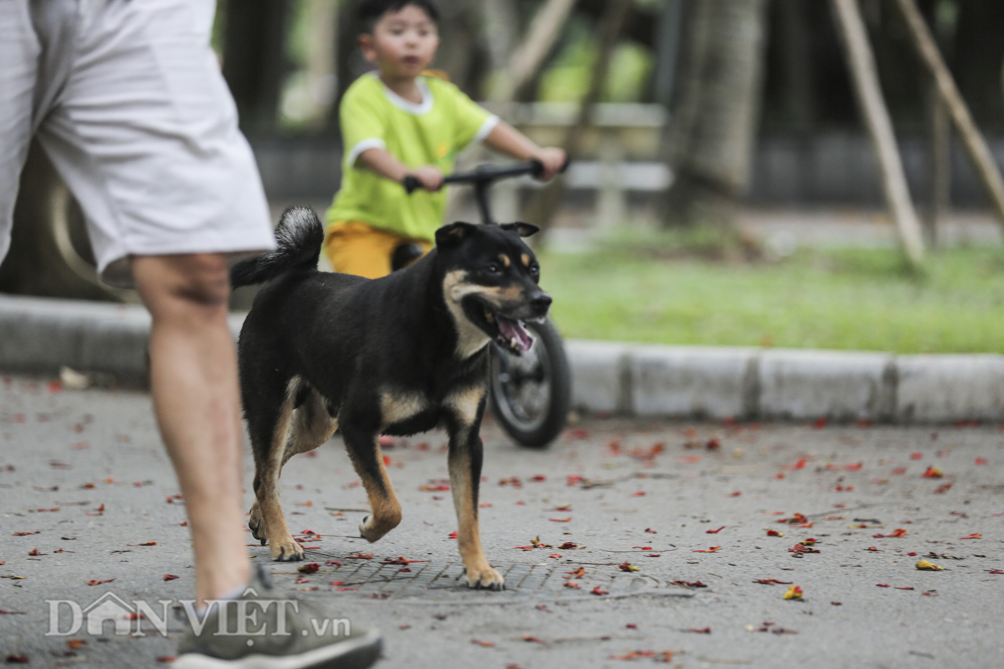 Chó thả rông, không rọ mõm “đại náo” công viên trong mùa bệnh dại - Ảnh 11.