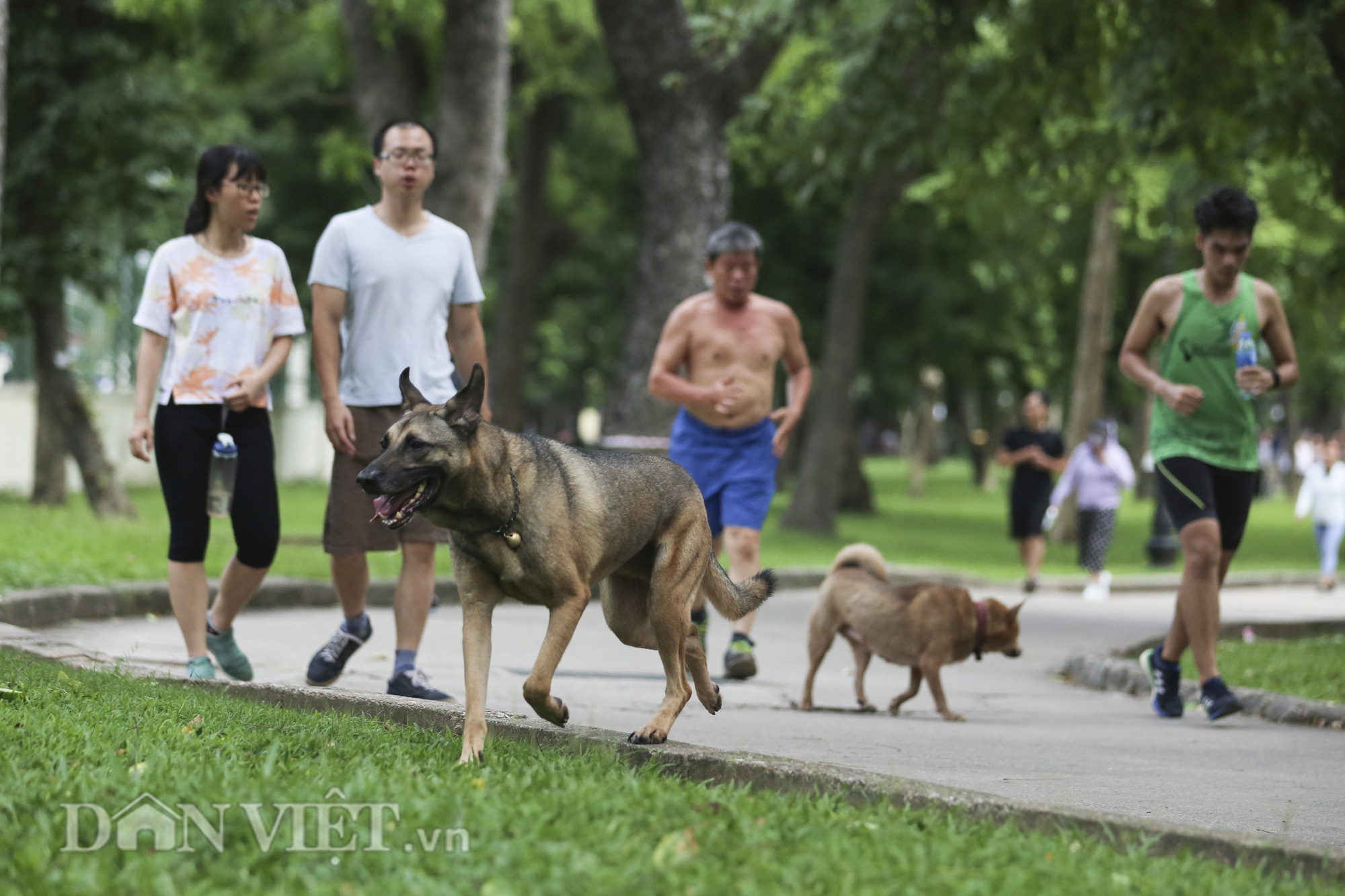 Chó thả rông, không rọ mõm “đại náo” công viên trong mùa bệnh dại - Ảnh 3.