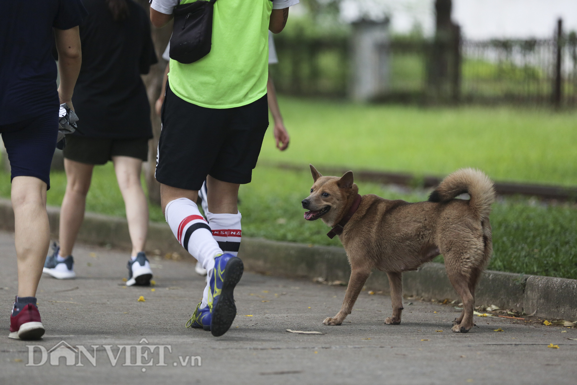 Chó thả rông, không rọ mõm “đại náo” công viên trong mùa bệnh dại - Ảnh 4.