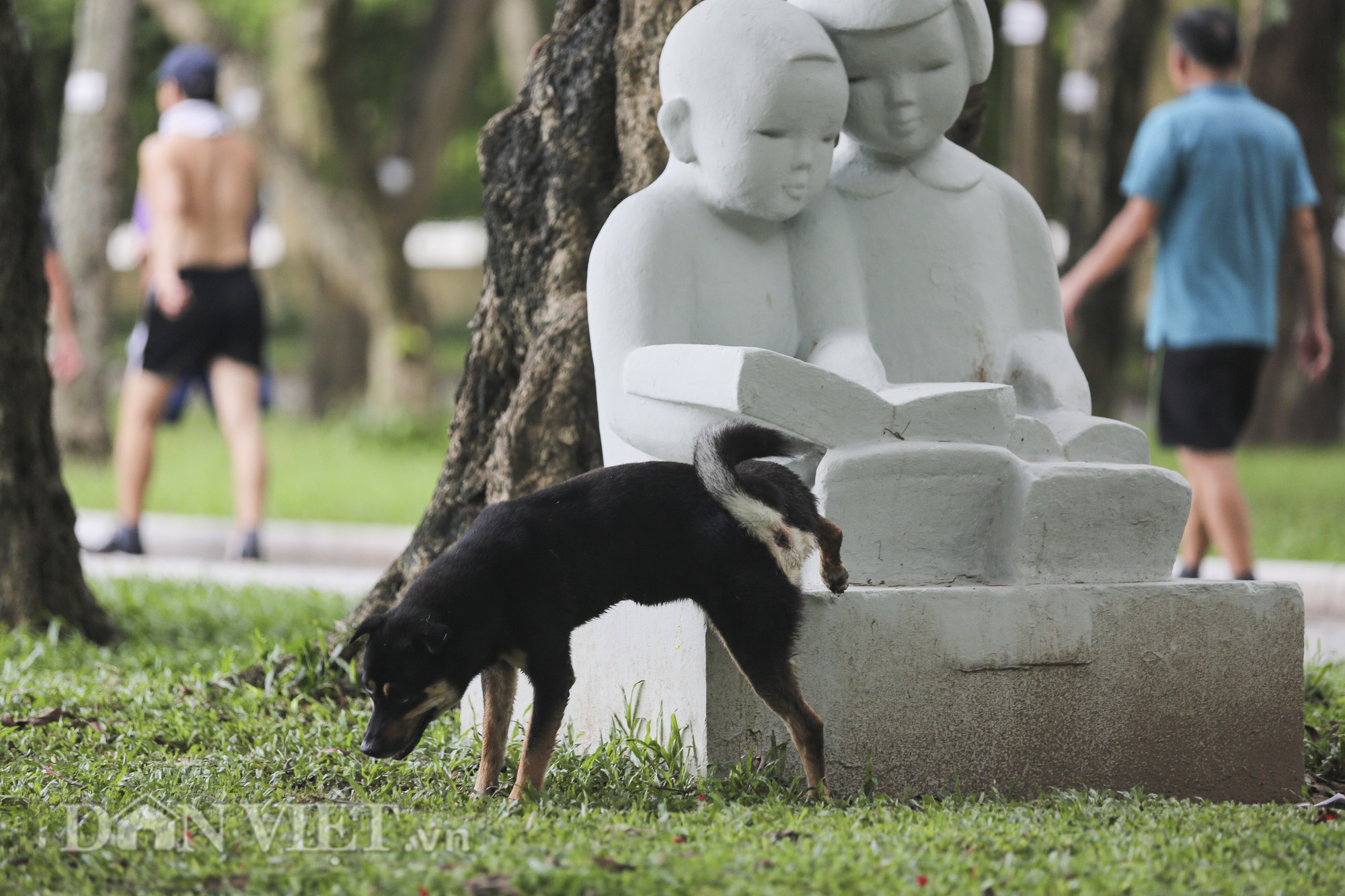 Chó thả rông, không rọ mõm “đại náo” công viên trong mùa bệnh dại - Ảnh 7.