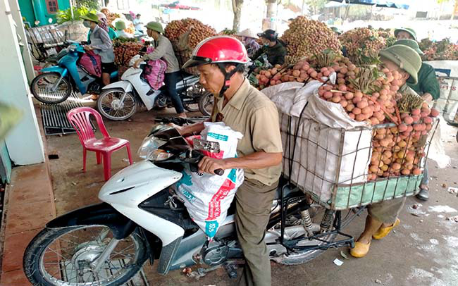 Ảnh: Vải Lục Ngạn rộn ràng vào chính vụ - Ảnh 11.