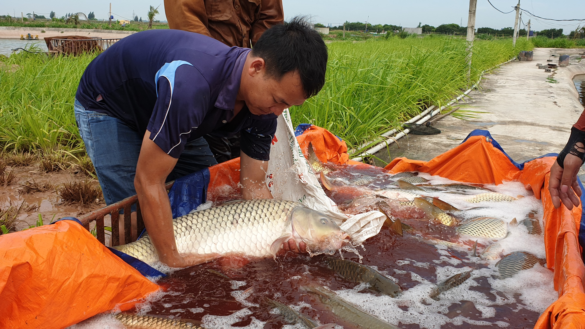 Nam Định: Kĩ sư bỏ phố về quê nuôi cá khổng lồ, bỏ túi hơn nửa tỷ mỗi năm - Ảnh 5.