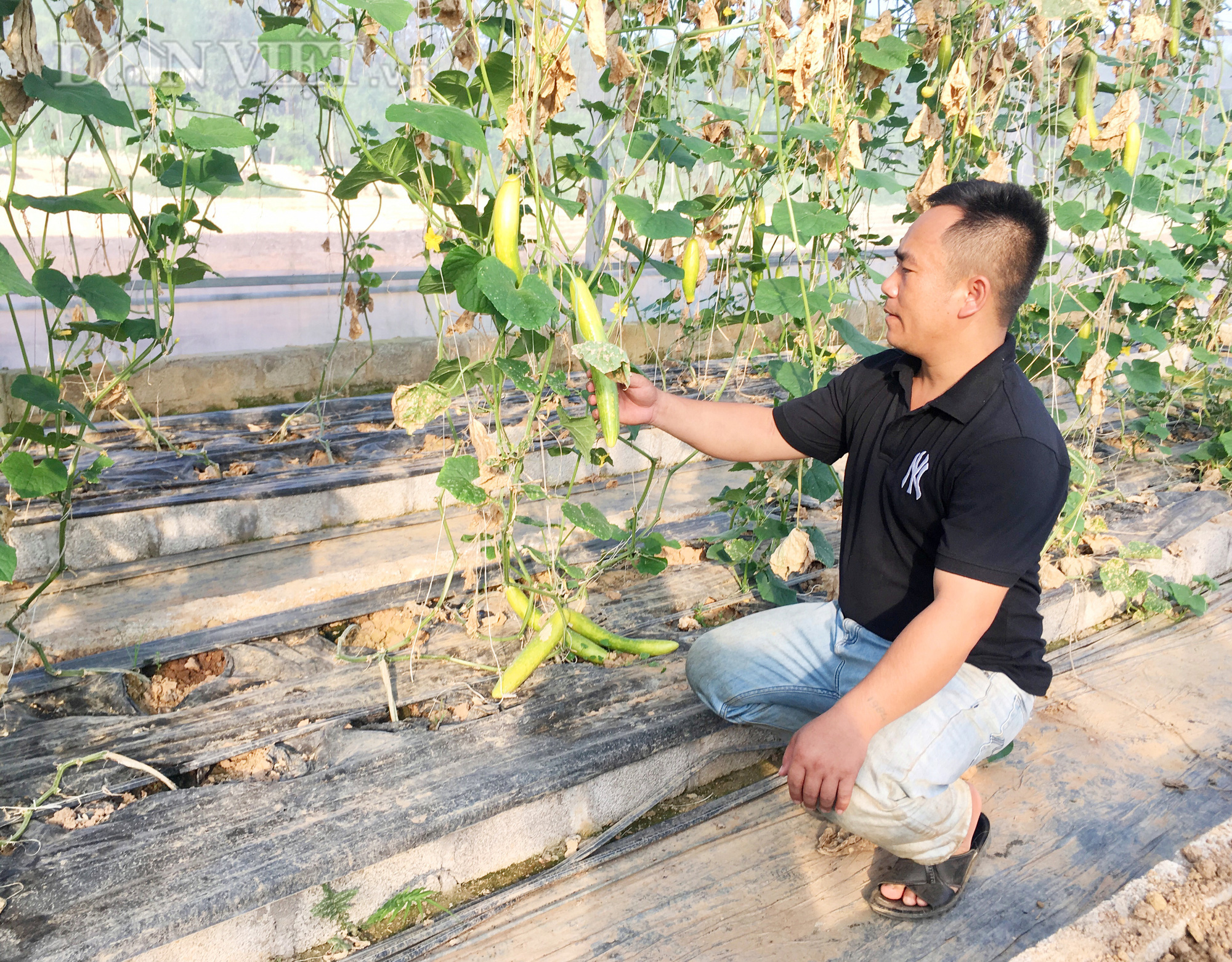 Quảng Bình: 8X bỏ làm cán bộ nhà nước, về quê trồng nông sản sạch thu hàng trăm triệu/năm - Ảnh 3.