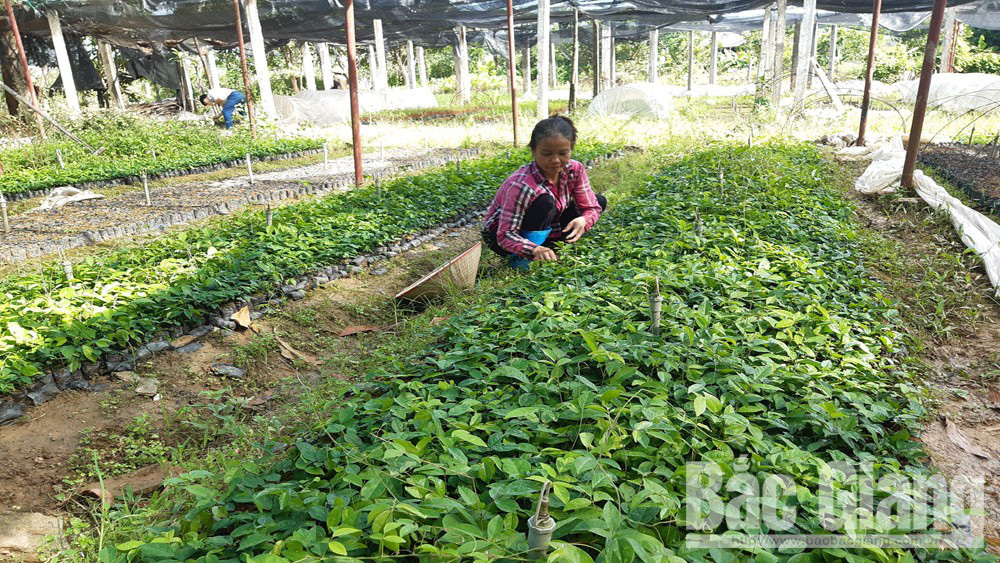 Chuyển đổi cây trồng cạn trên đất lúa Tăng hiệu quả sản xuất