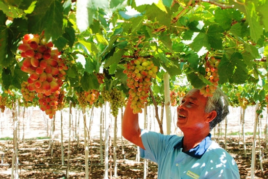 Ninh Thuận: Nhiều nông dân tiêu biểu cho thu nhập hàng trăm triệu đồng/năm  - Ảnh 2.
