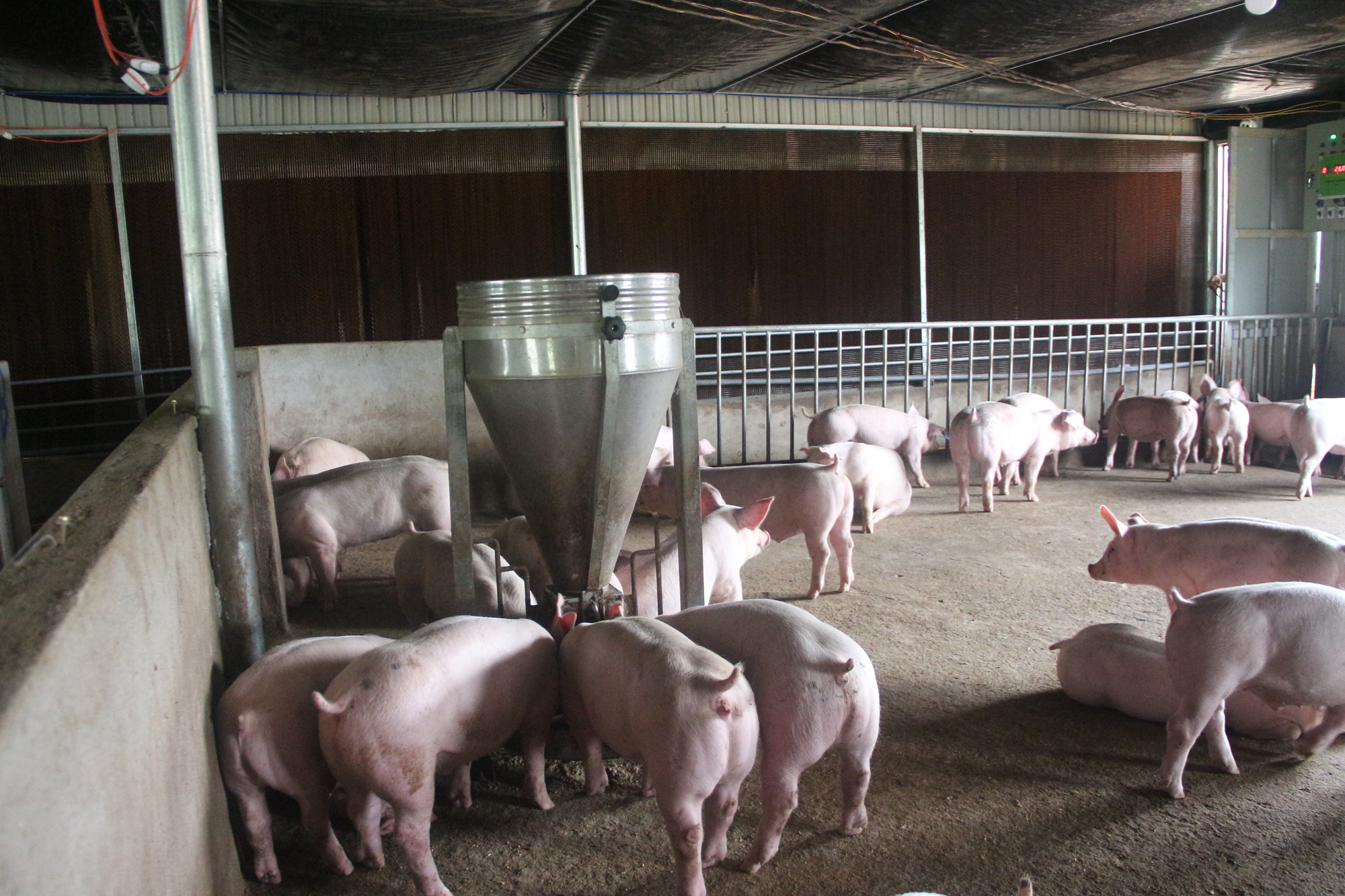 Toàn bộ hệ thống chuồng nuôi lợn của anh Thành đều được xây dựng theo mô hình của Đan Mạnh. Nhiệt đọ được duy trì ở mức  20-27 độ.