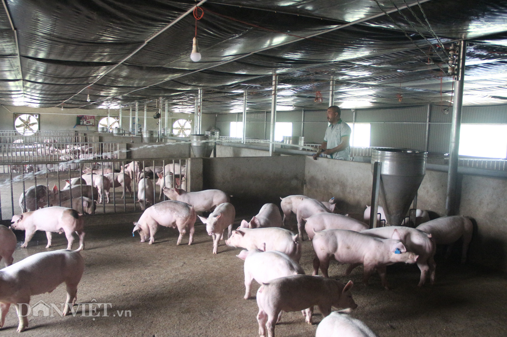 Mô hình 2 trong 1 cho trang trại chăn nuôi lợn hướng đi bền vững trong  định hướng vừa phát triển kinh tế và đảm bảo yếu tố an toàn môi trườngBan