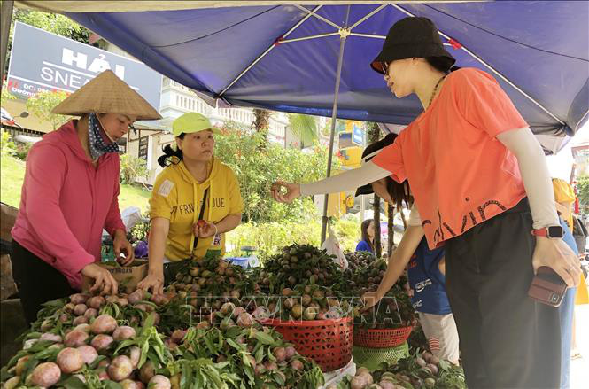 Bắc Hà: Mận Tam hoa vào vụ, khách nườm nượp đến mua - Ảnh 2.