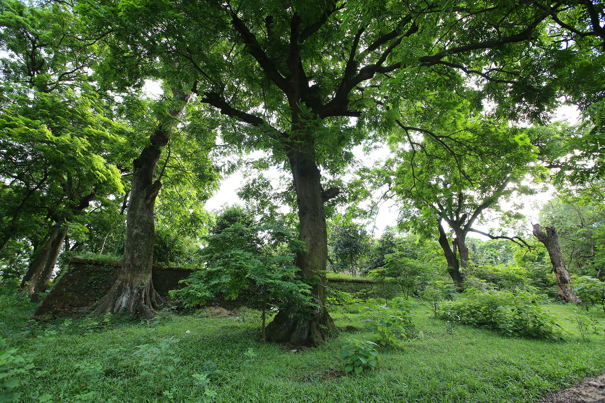 &quot;Báu vật lộ thiên&quot; rừng lim xanh cổ thụ hơn nghìn năm tuổi chình ình ngay giữa Thủ đô - Ảnh 2.