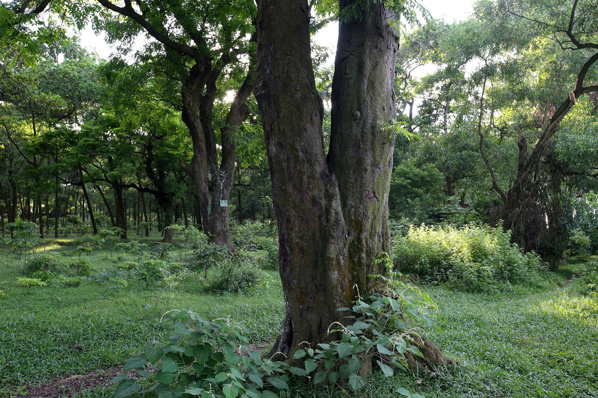 &quot;Báu vật lộ thiên&quot; rừng lim xanh cổ thụ hơn nghìn năm tuổi chình ình ngay giữa Thủ đô - Ảnh 4.