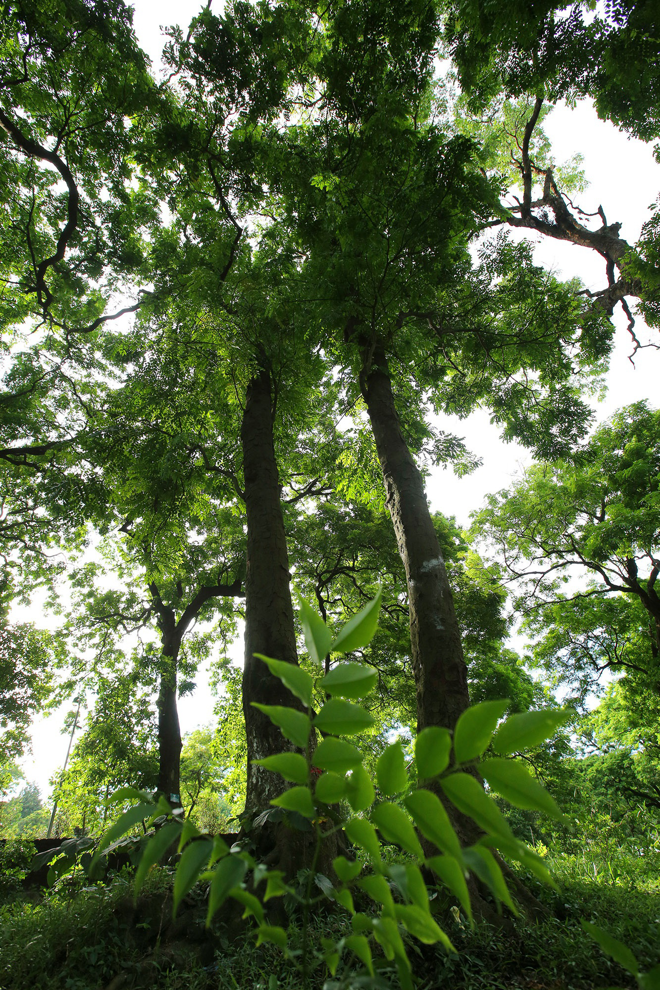 &quot;Báu vật lộ thiên&quot; rừng lim xanh cổ thụ hơn nghìn năm tuổi chình ình ngay giữa Thủ đô - Ảnh 5.