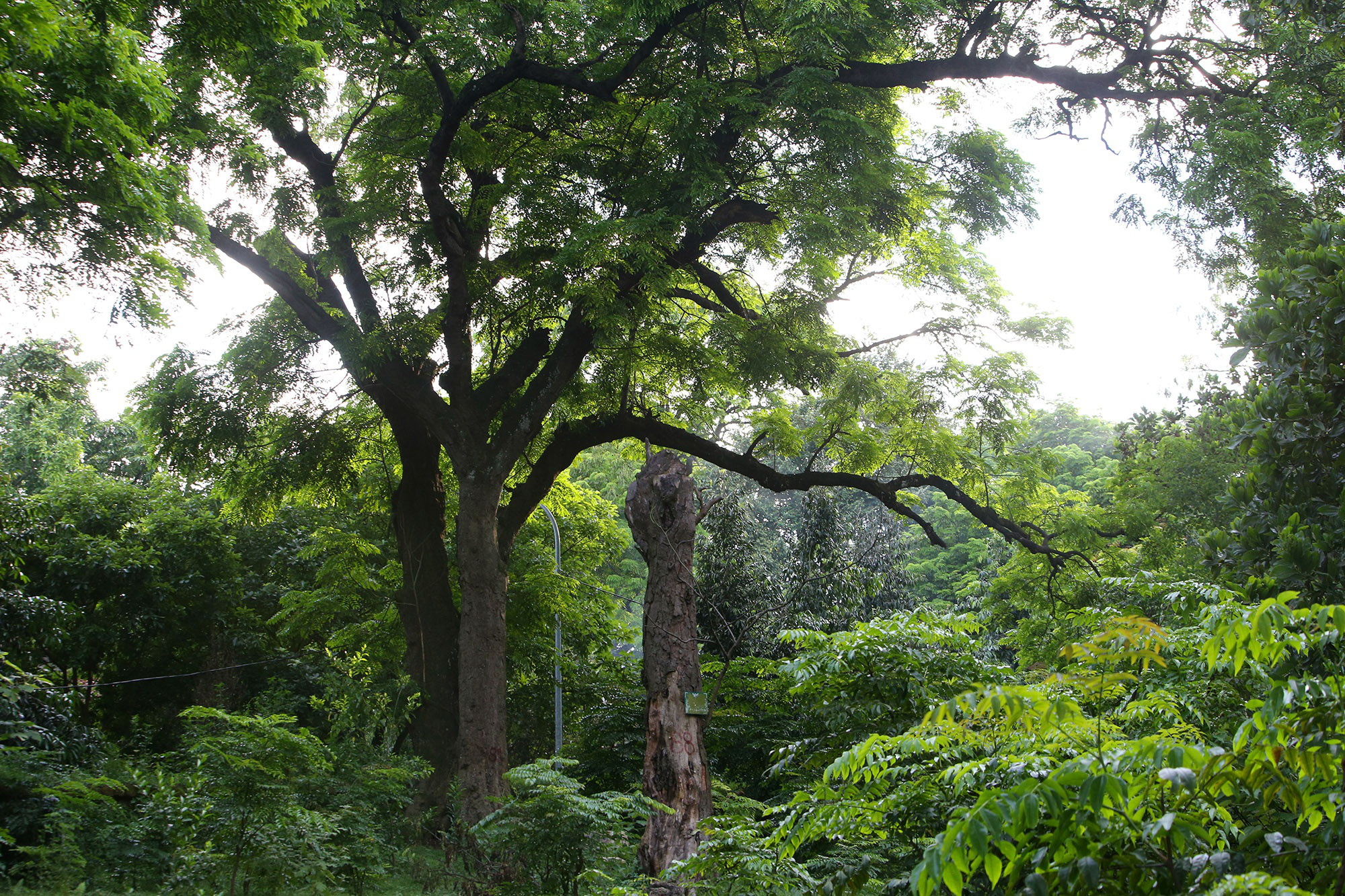 &quot;Báu vật lộ thiên&quot; rừng lim xanh cổ thụ hơn nghìn năm tuổi chình ình ngay giữa Thủ đô - Ảnh 7.