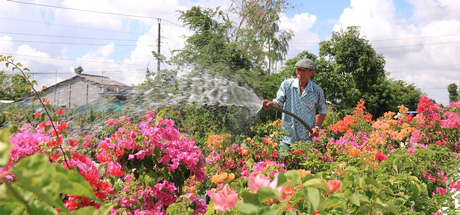 Đồng Tháp: &quot;Phù phép&quot; 1 cây hoa giấy ra hoa nhiều màu, dân chơi kiểng &quot;phát sốt&quot; - Ảnh 1.