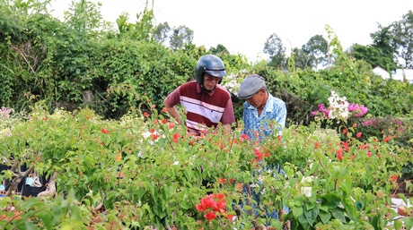 Đồng Tháp: &quot;Phù phép&quot; 1 cây hoa giấy ra hoa nhiều màu, dân chơi kiểng &quot;phát sốt&quot; - Ảnh 4.