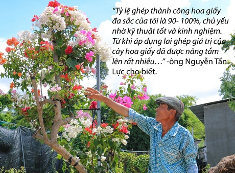 Đồng Tháp: &quot;Phù phép&quot; 1 cây hoa giấy ra hoa nhiều màu, dân chơi kiểng &quot;phát sốt&quot; - Ảnh 2.