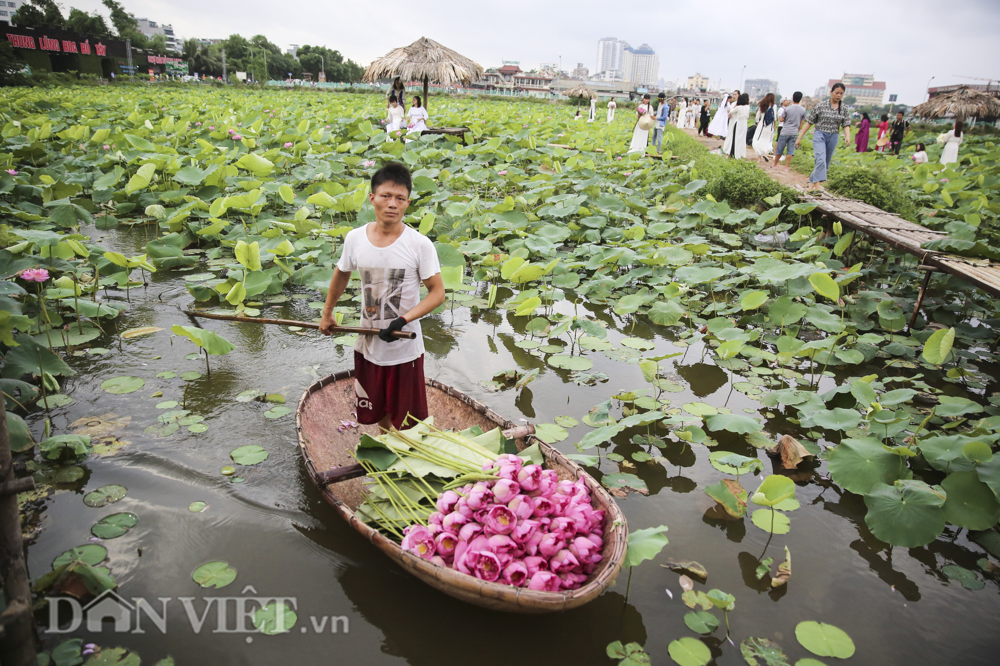 Đi tìm sự thật về loài hoa sen Hồ Tây - Ảnh 1.